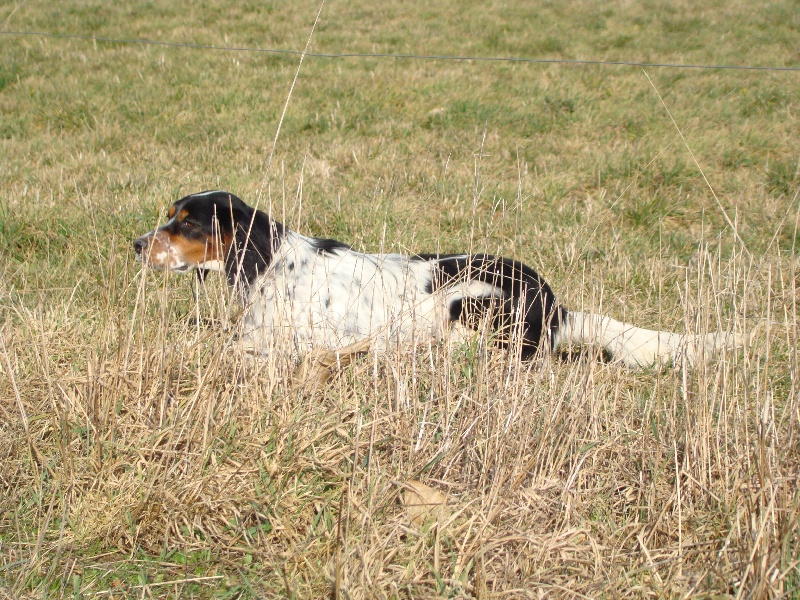 chiots de 8mois 2012