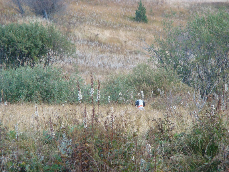 chasse en montagne