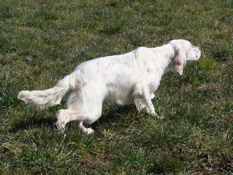 Endy X Iron (chiots a 7.5 mois )